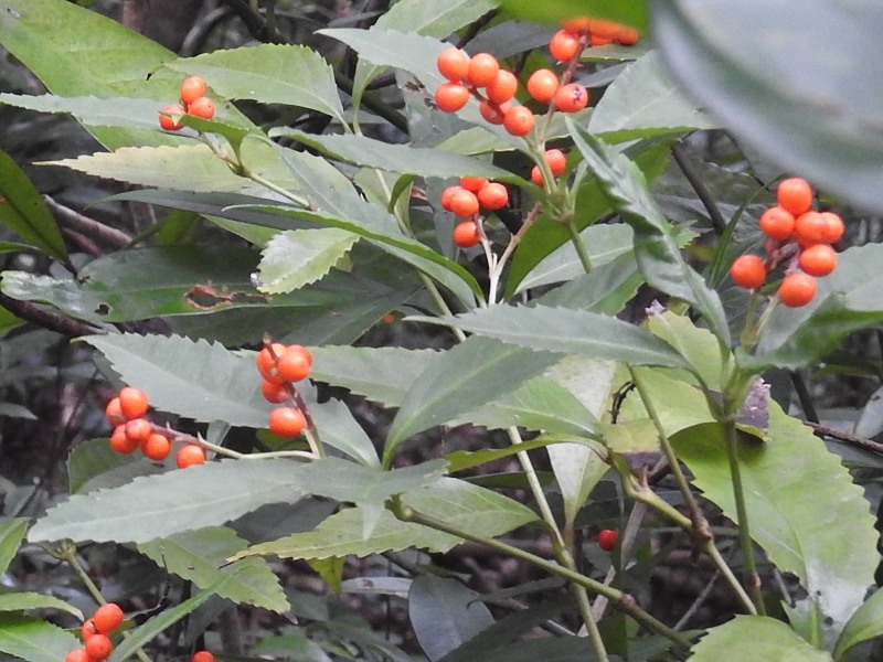 �����祦����