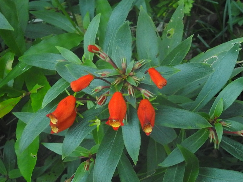 �����ޥ˥�