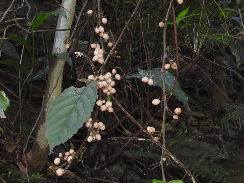 ���ޥ��������祦����