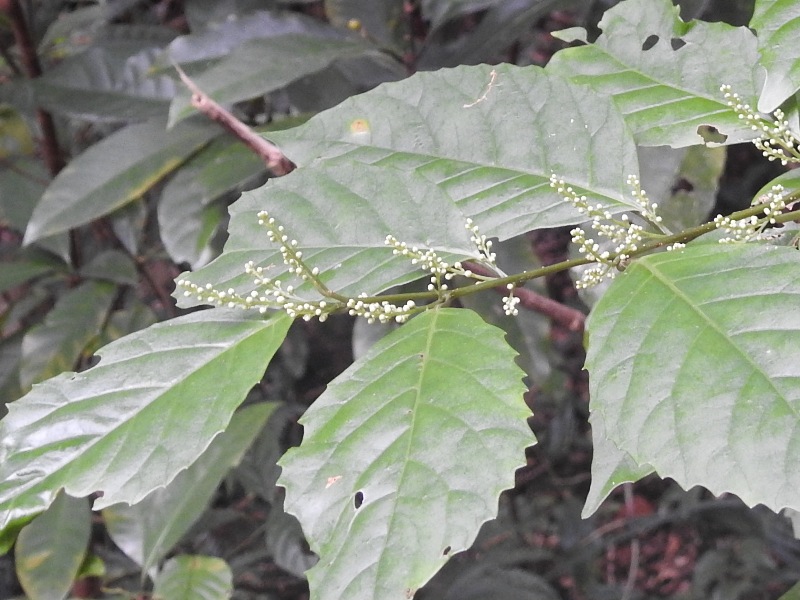 ���ޥ��������祦����