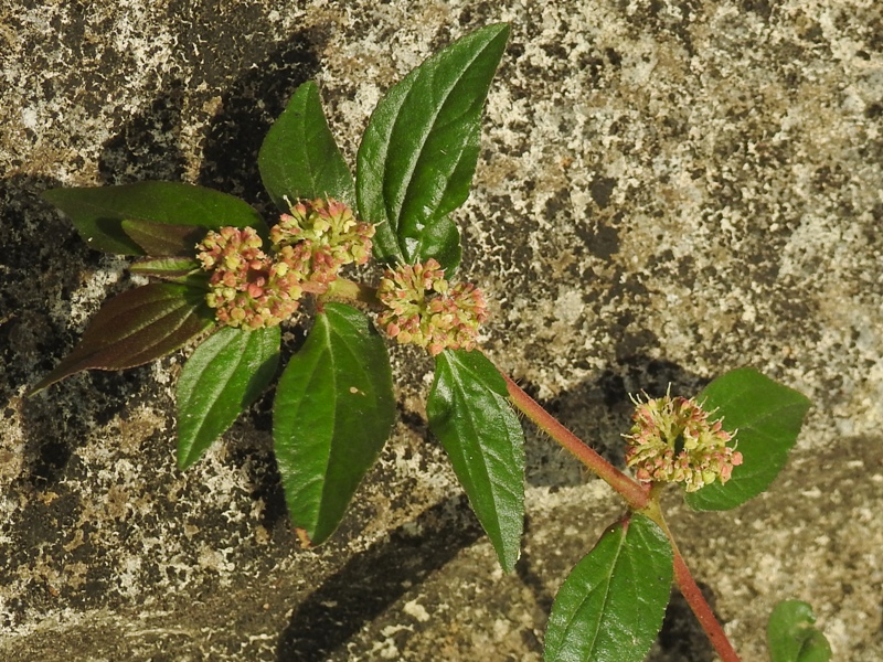 ���ޥ˥�������