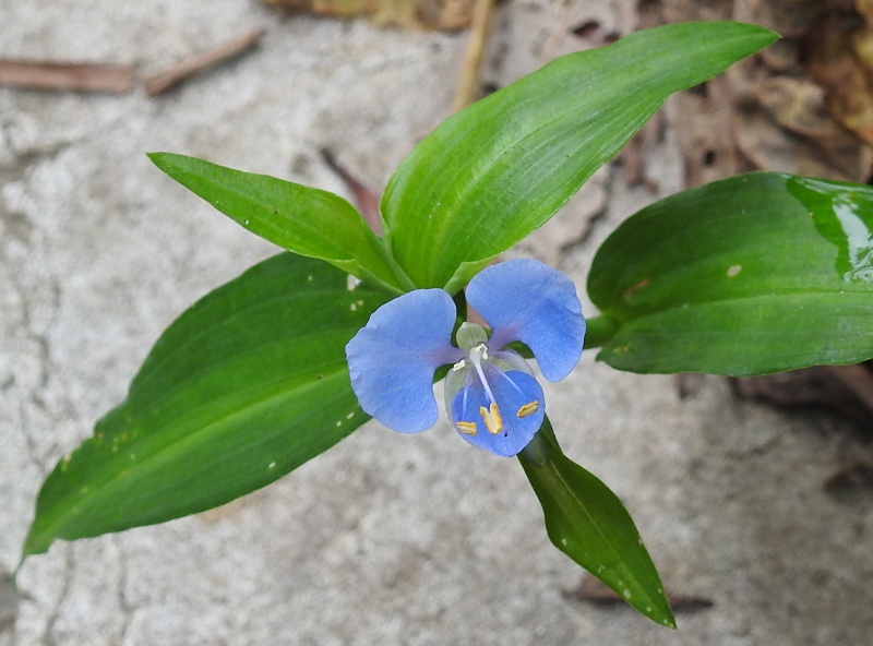 ���ޥĥ楯��