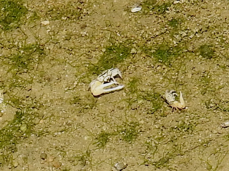 �����ʥ�ϥ����󥷥��ޥͥ�