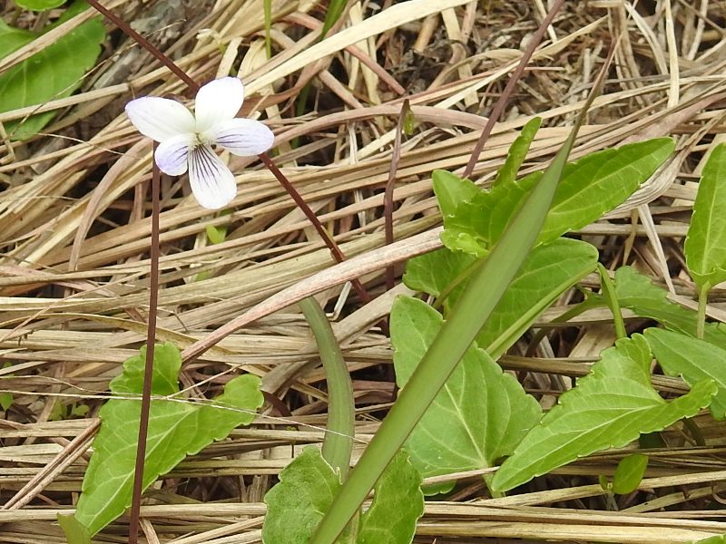 ��奦���奦�������ߥ�