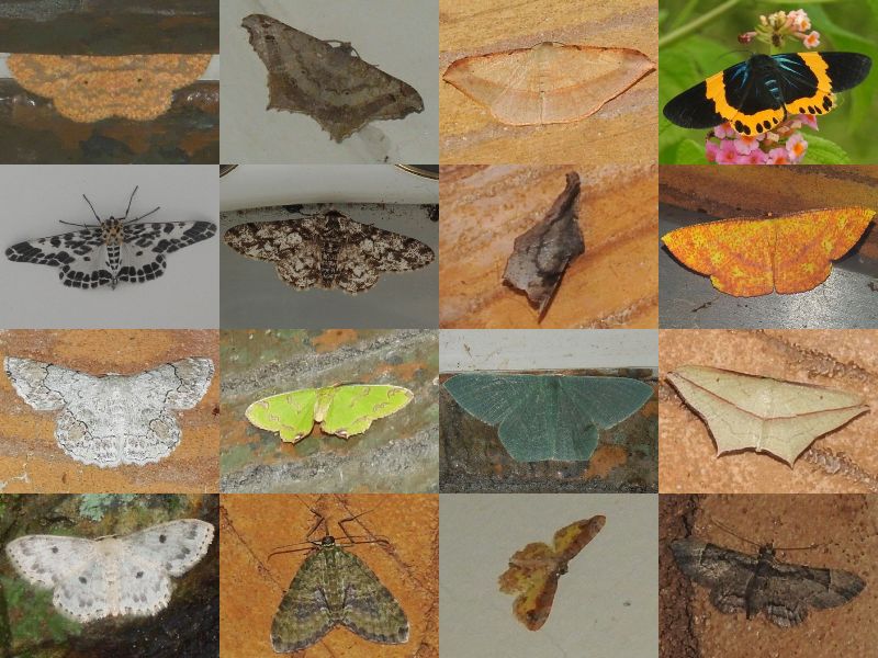 ���㥯����