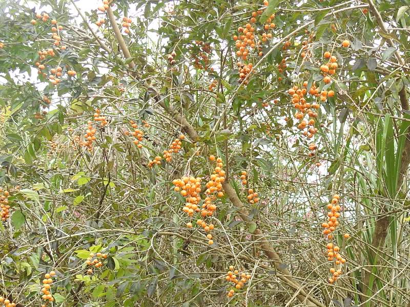 ���祦�٥�Υ�����