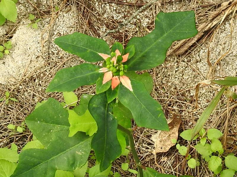 ���祦���祦����