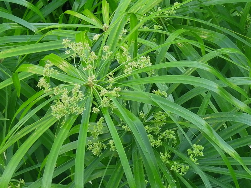 ���������ĥ�