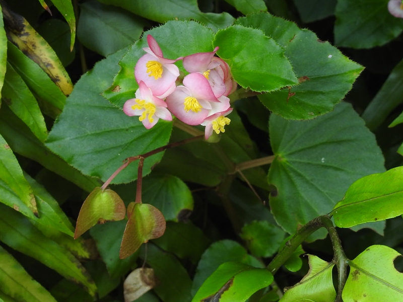 ���奦�����ɥ�