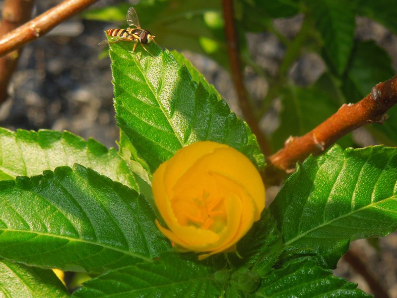 �����ͥ顡����ߥե��ꥢ