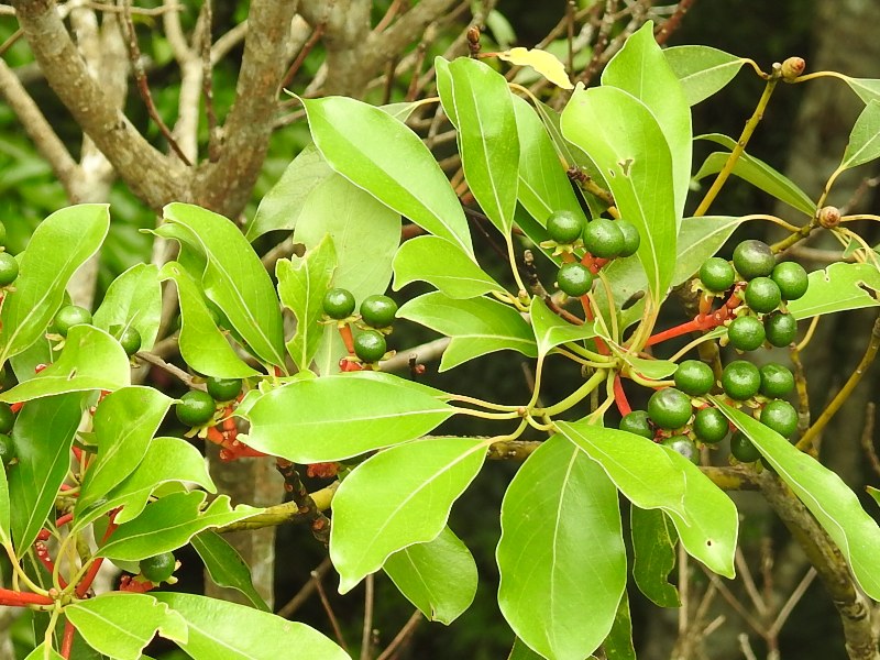 ���֥Υ�����