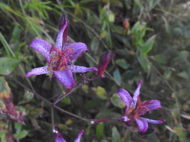 �������ۥȥȥ���