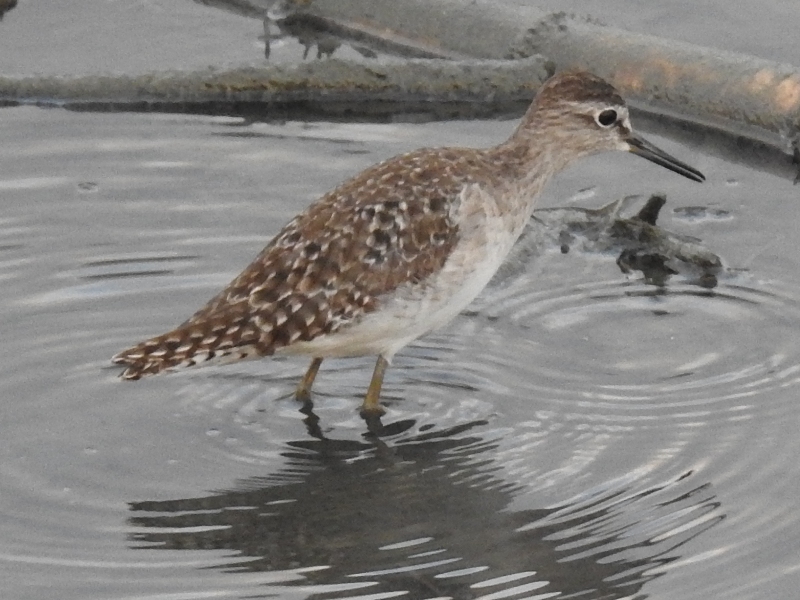 �����֥���