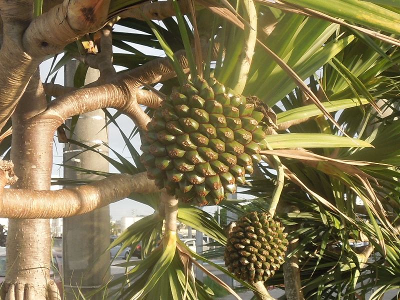 �����Υ�����