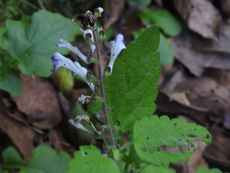 ���ĥʥߥ���