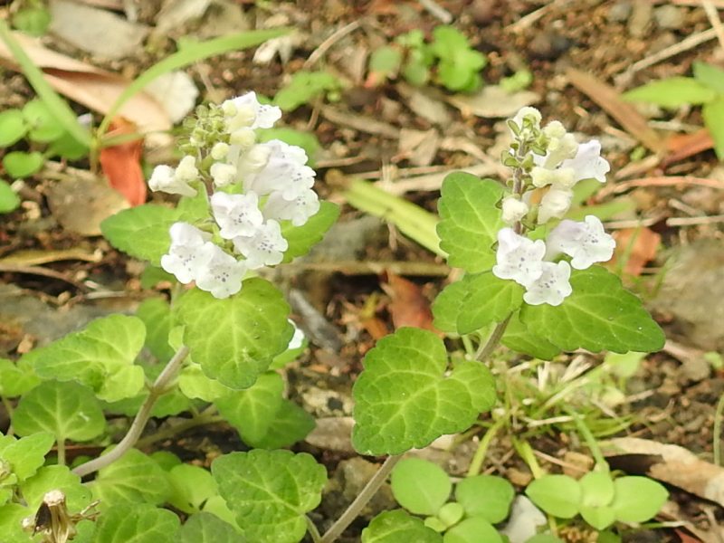 �����ܥ����ĥʥߥ��������