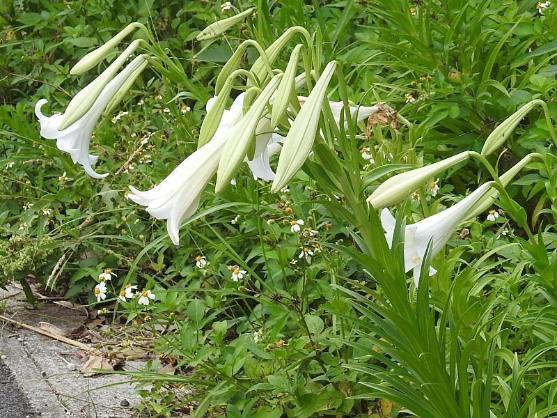 �ƥåݥ����