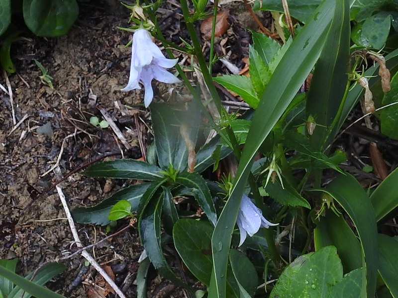 �ĥꥬ�ͥ˥󥸥�����