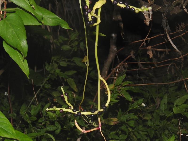 �ĥ��饵������