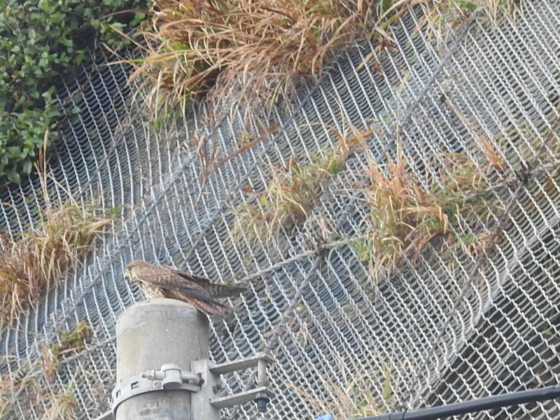 ���祦����ܥ�