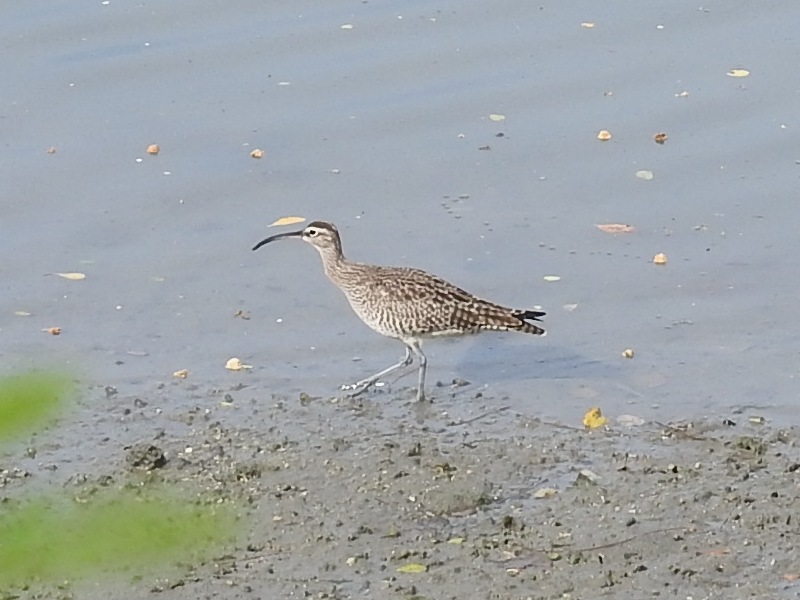 ���奦���㥯����