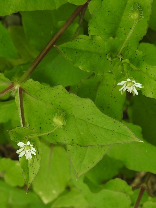 �����ϥ���