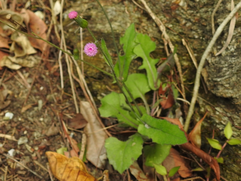 �����٥˥˥���