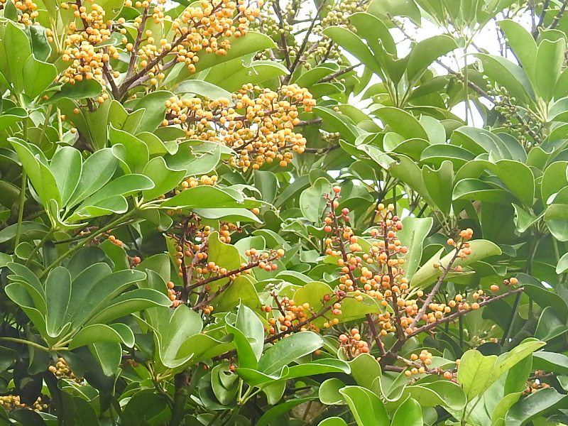 ��ɥ�ե��Υ�����