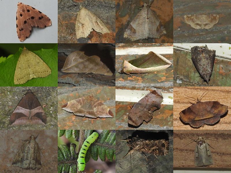 ���㥯����