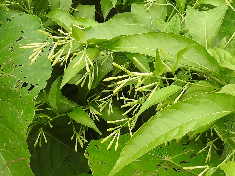 �䥳���ܥ�