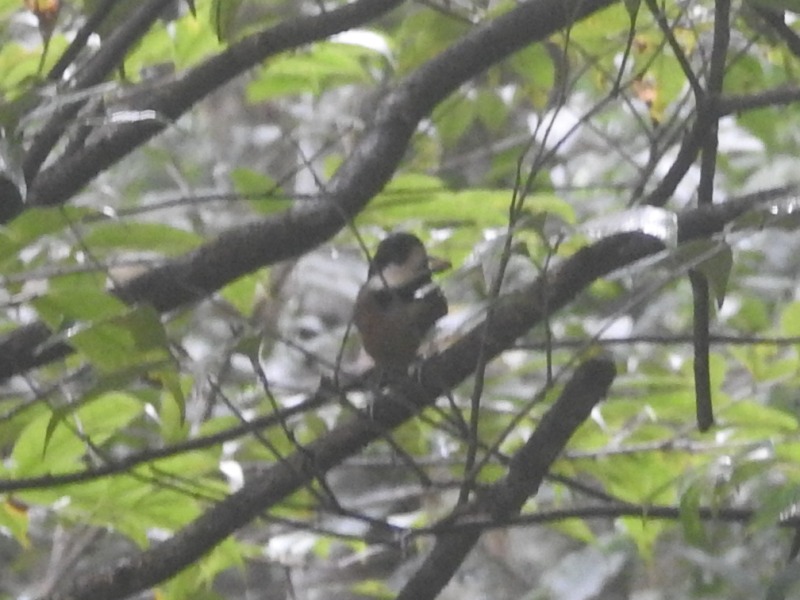 ���ޥߥ�ޥ���