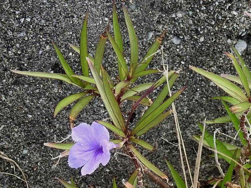 ��ʥ��Х륤�饽��