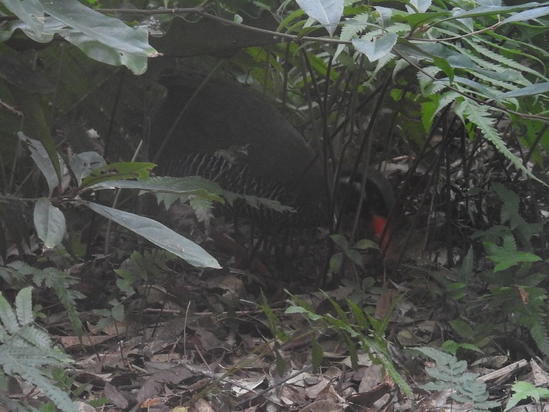 ���Х륯����