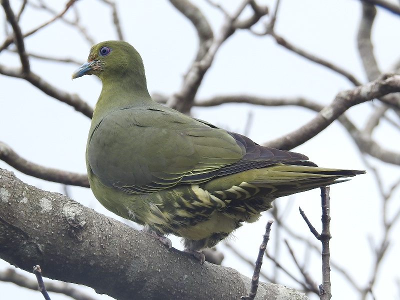 �����������Х�