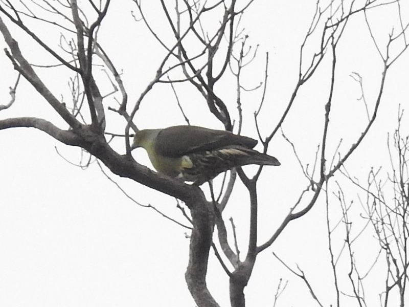 �����������Х�