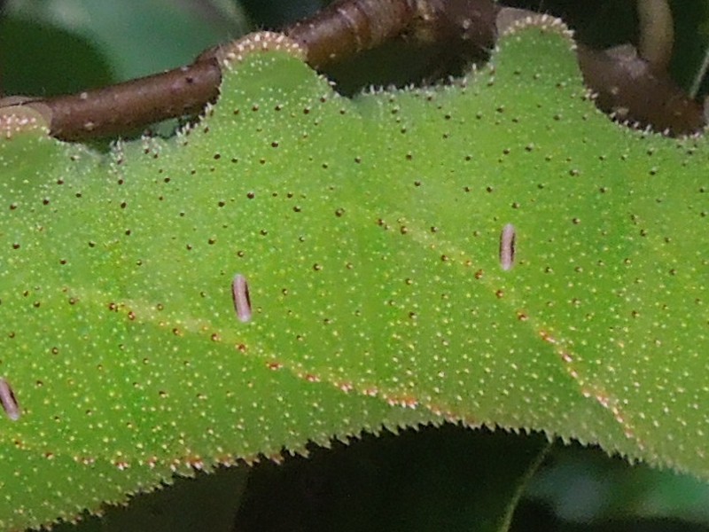 トビイロスズメ