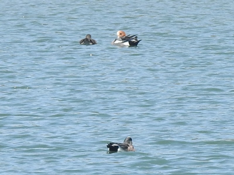 アメリカヒドリ