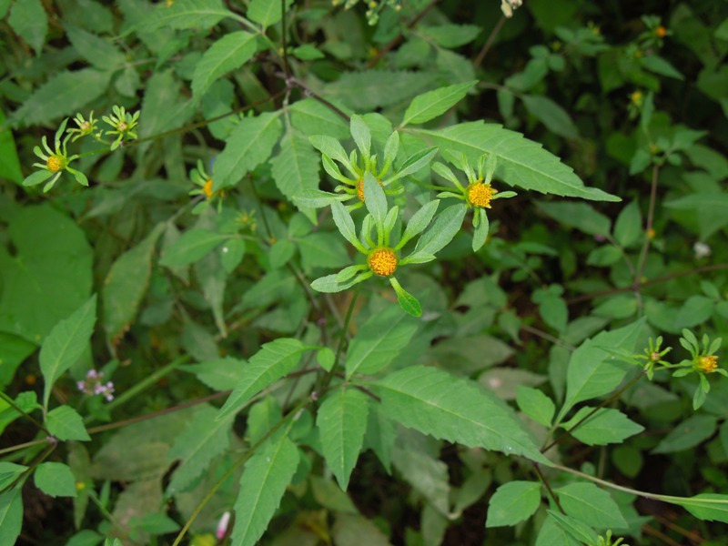 アメリカセンダングサ