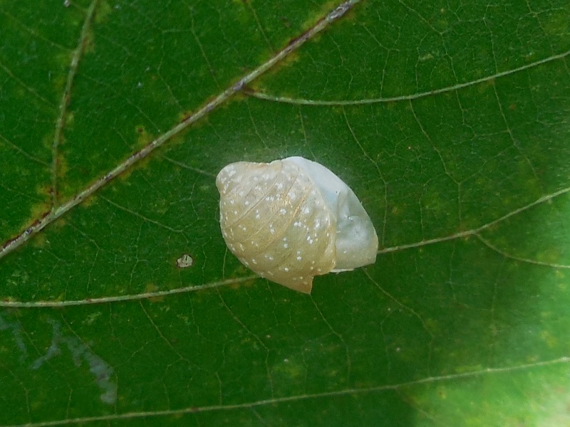 ���饮�󥷥��ߡ���γ�