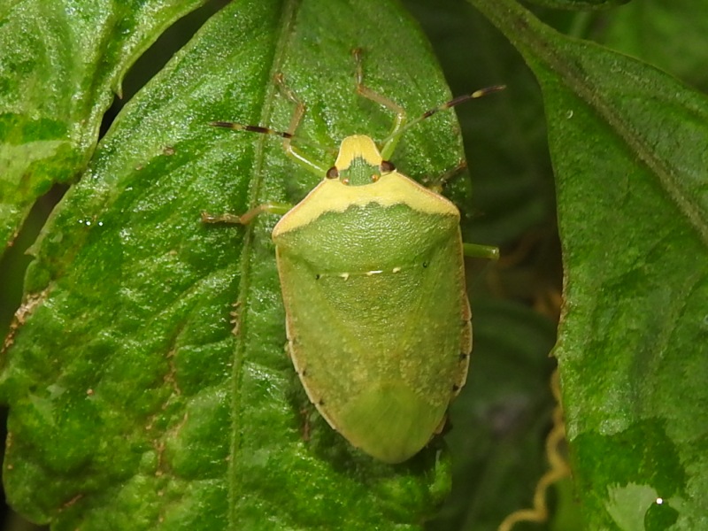 �ߥʥߥ�������ॷ