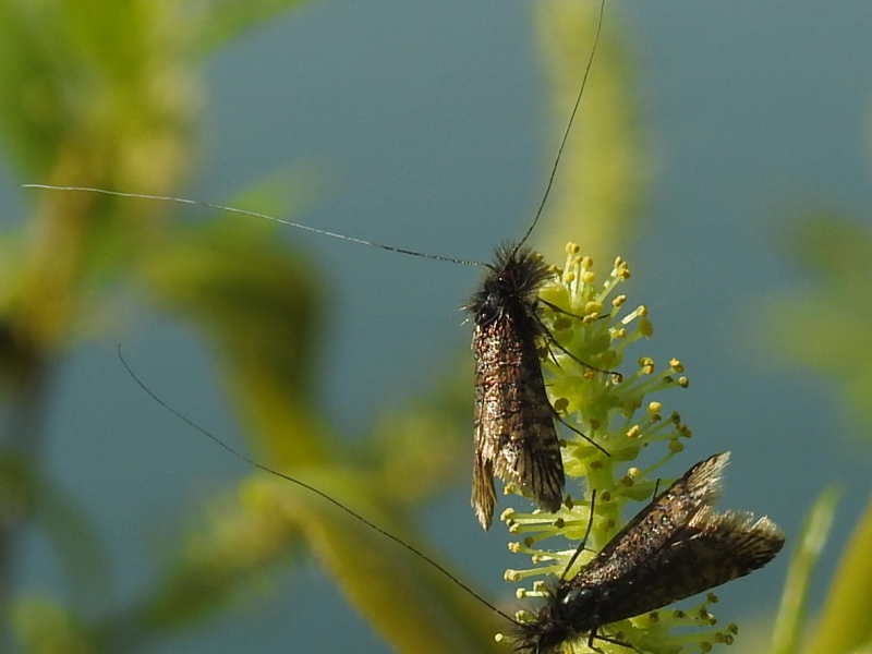 ゴマフヒゲナガ