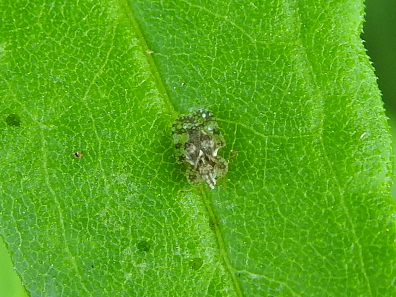 ���������������Х�