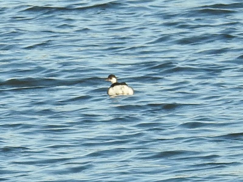 �ϥ��������ĥ֥�