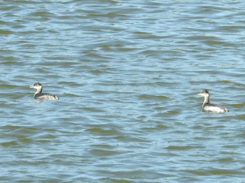 �ϥ��������ĥ֥�