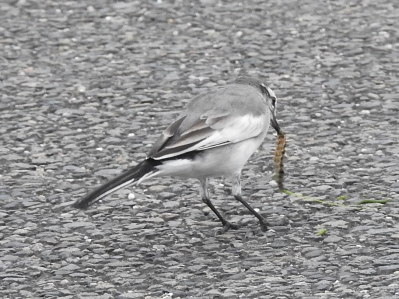 �ϥ������쥤