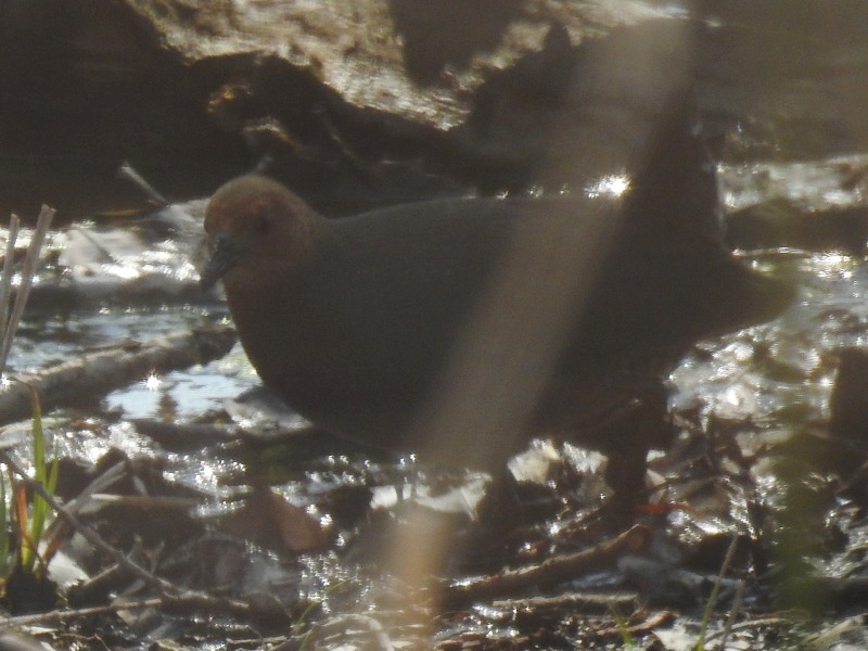 �ҥ�����