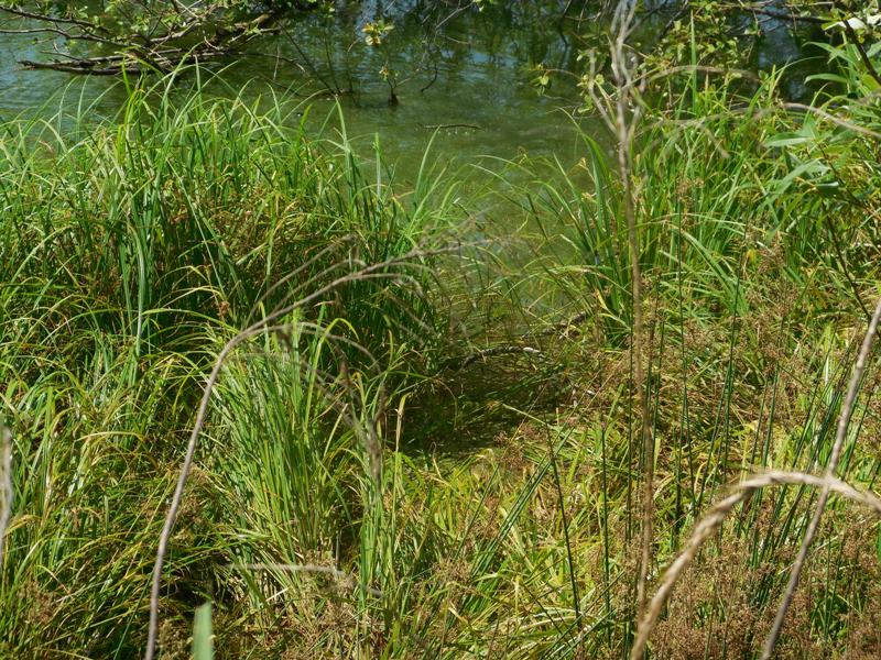 �ҥ����ʤΤ���Ķ�