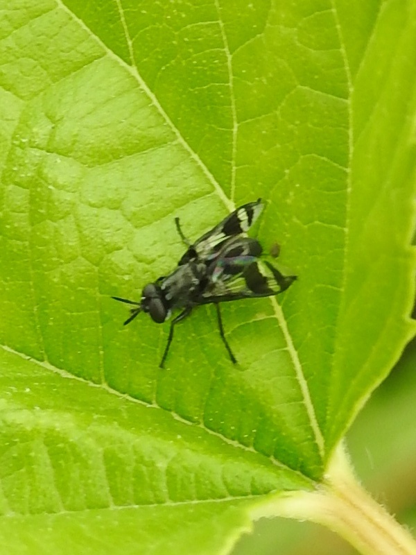 �ҥ饿��ɥ�Х�