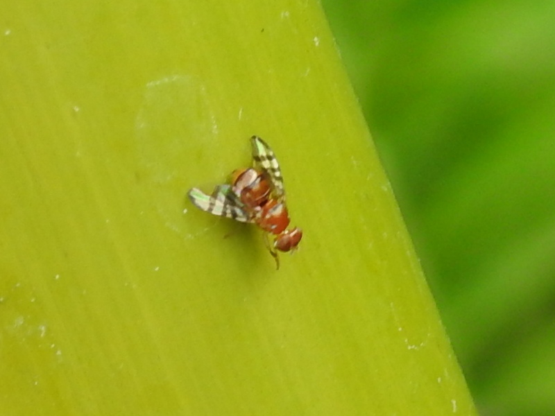 �ҥ������Х�