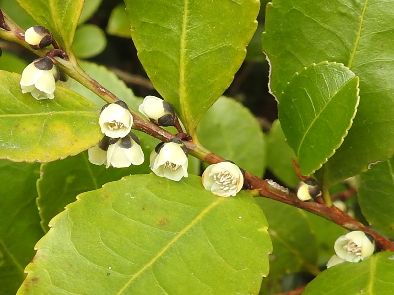 �ҥ�����